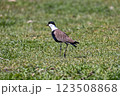 Large bird feeding in its natural environment. 123508868