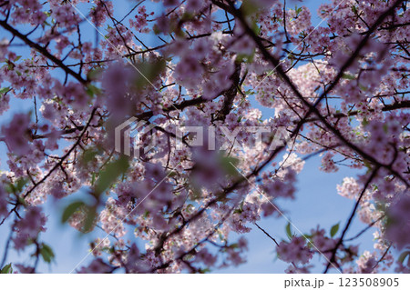 見上げる桜 123508905