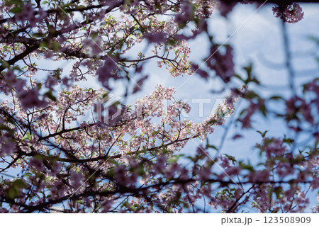 桜の花と空を見上げる 桜の花と空を見上げる 123508909