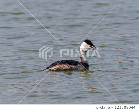 カンムリカイツブリ 123509044