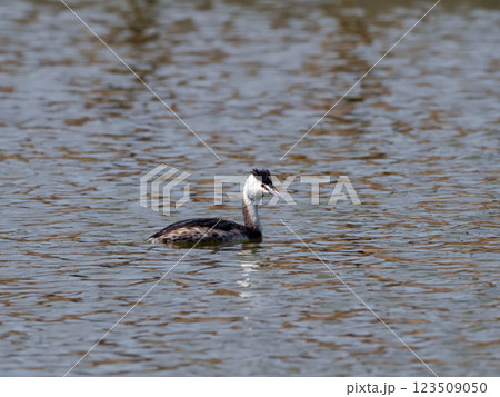 カンムリカイツブリ 123509050