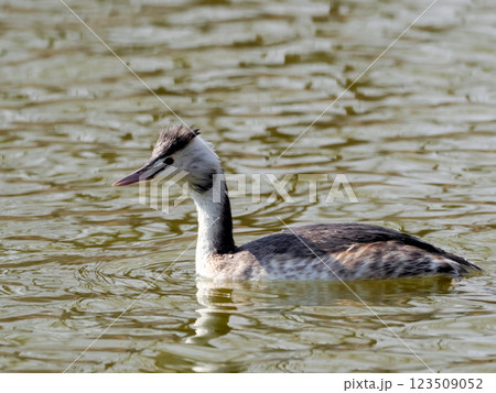 カンムリカイツブリ 123509052