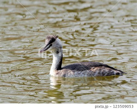 カンムリカイツブリ 123509053