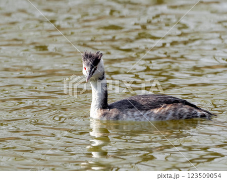 カンムリカイツブリ 123509054