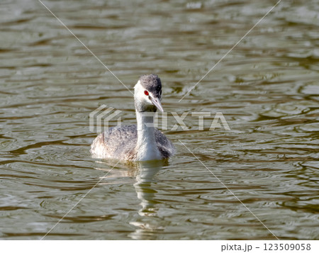 カンムリカイツブリ 123509058