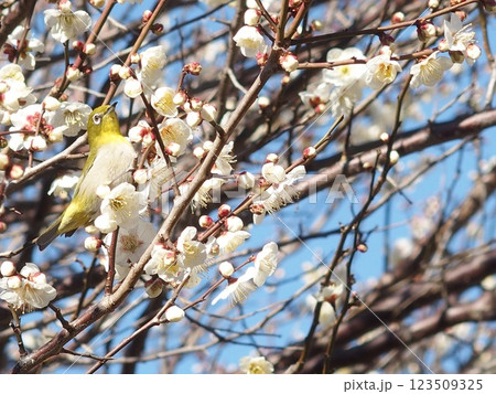 梅の花の蜜を吸うメジロ 梅の花の蜜を吸うメジロ 123509325