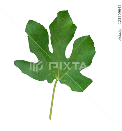 Fig, Ficus carica green leaf plant tropical natural isolated on white background. 123509643