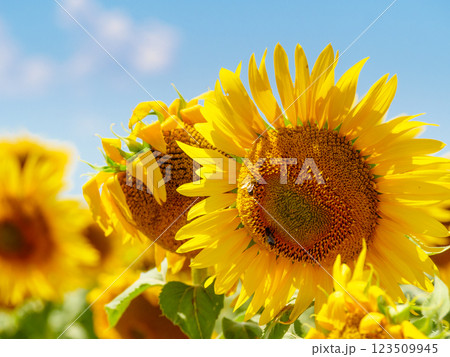 Blooming sunflower with honey bee 123509945