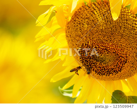 Blooming sunflower with honey bee Blooming sunflower with honey bee 123509947
