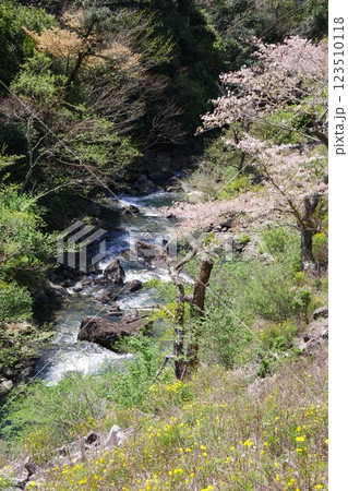兵庫県南あわじ市 大日川 兵庫県南あわじ市 大日川 123510118