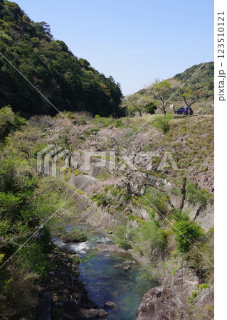 兵庫県南あわじ市　桜の咲く大日ダム公園 123510121