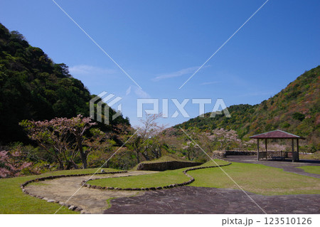 兵庫県南あわじ市　桜の咲く大日ダム公園　 123510126