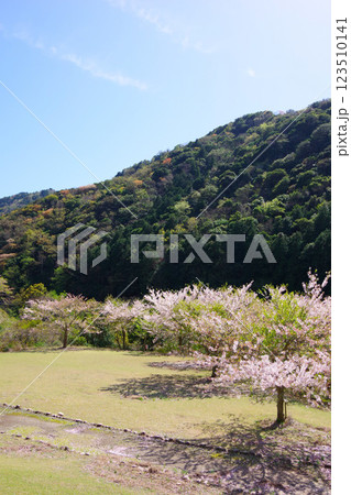 兵庫県南あわじ市　桜の咲く大日ダム公園 123510141