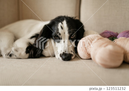 Russian white spaniel with black ears lies on the sofa next to wool yarn balls for knitting 123511232