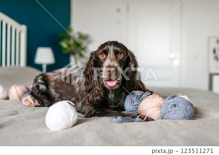 Adorable Russian Spaniel Pup Delighting in Play with Colorful Woolen Balls Adorable Russian Spaniel Pup Delighting in Play with Colorful Woolen Balls 123511271