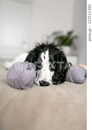 Sweet Spaniel Puppy Enjoys Playtime with Wool Balls on Comfy Bed 123511300