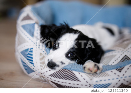 A one-month-old white spaniel puppy with black ears and spots is sitting on its soft, cozy, fluffy blue rug 123511340