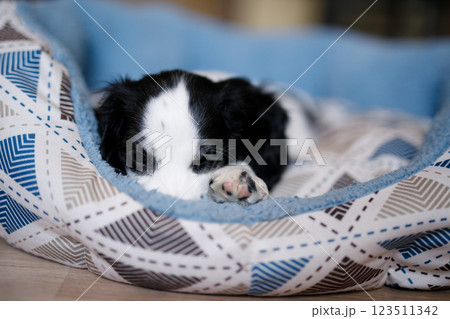 A one-month-old fluffy white spaniel puppy with black ears is resting on a soft blue mat A one-month-old fluffy white spaniel puppy with black ears is resting on a soft blue mat 123511342