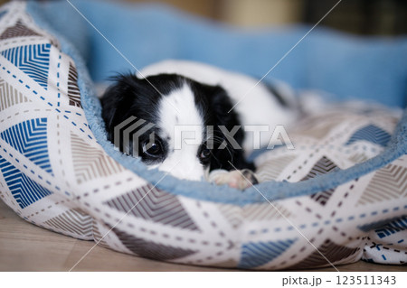 A one-month-old white spaniel puppy with black ears and spots is sitting on its soft, cozy, fluffy blue rug 123511343