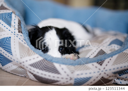 A month-old white spaniel puppy with dark ears and markings is perched on a plush blue carpet A month-old white spaniel puppy with dark ears and markings is perched on a plush blue carpet 123511344