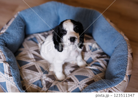 A one-month-old white spaniel puppy with black ears and spots is sitting on its soft, cozy, fluffy blue rug 123511347