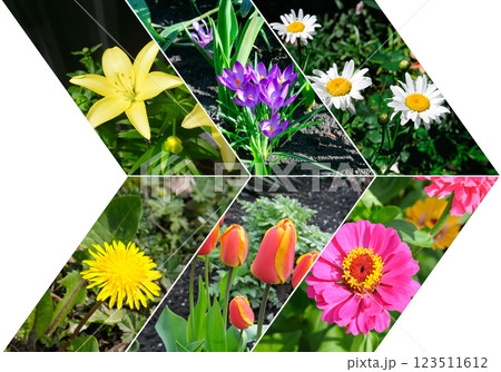 Bright garden flowers in a flowerbed. Colorful collage. 123511612