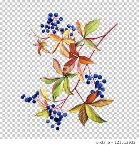 A branch of wild grapes. Hand pained watercolor of berries and autumn leaves. Good for postcards, books, invitations, greeting cards, wallpaper and textiles.. A branch of wild grapes. Hand pained watercolor of berries and autumn leaves. Good for postcards, books, invitations, greeting cards, wallpaper and textiles.. 123512932