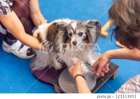 Veterinarians performing exercises with papillon dog on balance pad Veterinarians performing exercises with papillon dog on balance pad 123513051