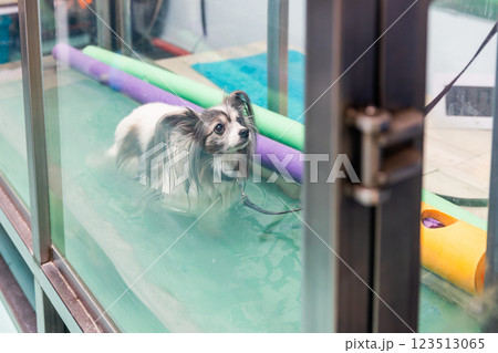 Papillon dog walking in water rehabilitation treadmill at veterinary clinic 123513065