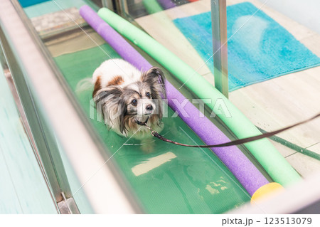 Papillon dog walking on underwater treadmill for rehabilitation 123513079