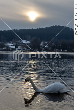Swan in the reflection of a sunset, Lipno, Czechia Swan in the reflection of a sunset, Lipno, Czechia 123513124