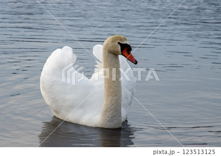 White swan in a pond, Lipno, Czechia White swan in a pond, Lipno, Czechia 123513125