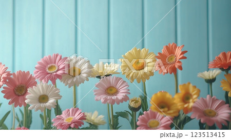 Colorful gerbera daisies against pastel blue background 123513415