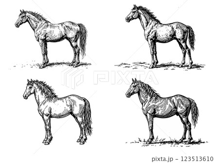Vintage illustration of horses, detailed engraving of majestic animals Vintage illustration of horses, detailed engraving of majestic animals 123513610