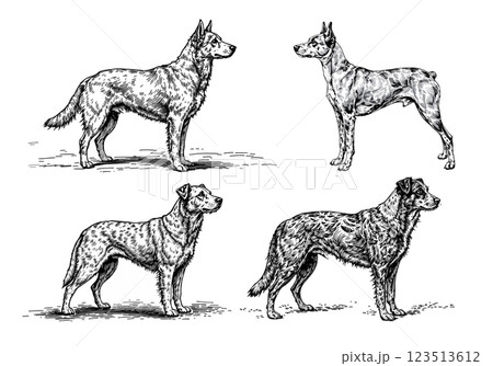 Vintage illustration of a dog, detailed engraving of a loyal companion Vintage illustration of a dog, detailed engraving of a loyal companion 123513612