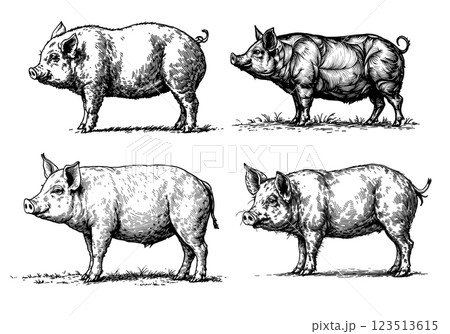 Vintage illustration of pigs, rustic farm animal engraving Vintage illustration of pigs, rustic farm animal engraving 123513615