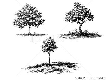 Vintage illustration of trees, detailed engraving of forest scene 123513618