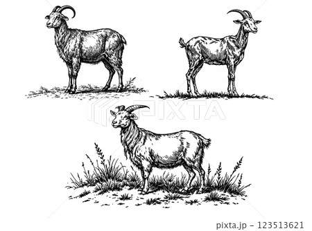 Vintage illustration of a goat, detailed engraving of a farm animal 123513621
