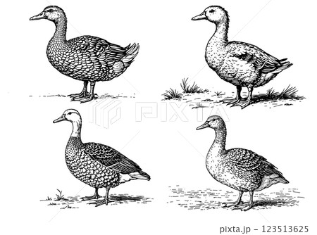 Vintage illustration of ducks, detailed engraving of farmyard animals 123513625
