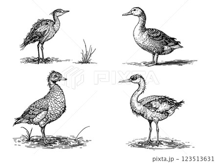 Vintage illustration of ducks, detailed engraving of farmyard animals Vintage illustration of ducks, detailed engraving of farmyard animals 123513631