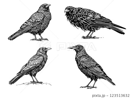 Vintage illustration of mystical ravens, engraved artwork 123513632