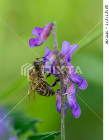 A bee sitting on a flower A bee sitting on a flower 123513980