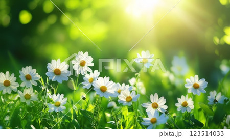 Daisies in Sunlit Meadow with Green Background 123514033