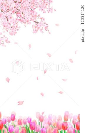美しく華やかな花びら舞い散る春の桜とかわいいチューリップの風景白バック縦フレーム背景素材 123514120