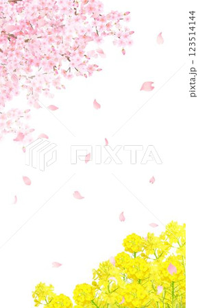 菜の花の咲く河川敷に美しく華やかな花びら舞い散る春の桜の白バックフレーム背景素材 123514144