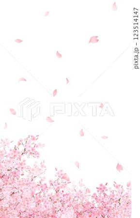美しい薄いピンク色の桜の花と花びら春の白バックiPhoneなど縦長画面サイズの背景素材イラスト 123514147