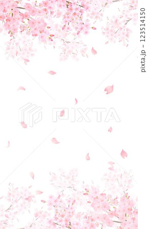美しい薄いピンク色の桜の花と花びら春の白バックiPhoneなど縦長画面サイズの背景素材イラスト 123514150