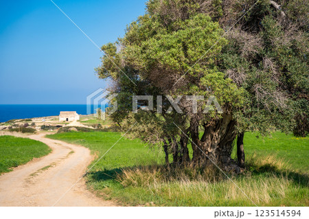 A road with an olive tree leads to ancient Orthodox church ruins near the sea in Northern Cyprus. The image captures history, faith, and the Mediterranean landscape. 123514594