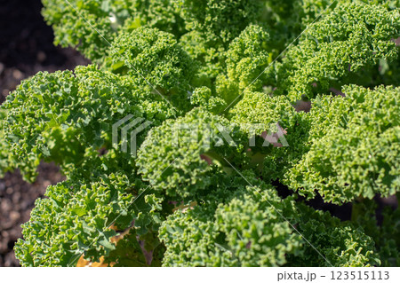 Leaf cabbage Brassica oleracea or kale bright green cultivar closeup. Leaf cabbage Brassica oleracea or kale bright green cultivar closeup. 123515113