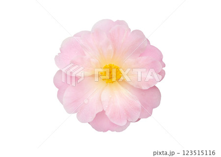 Camellia flower with pale pink petals and yellow stamens isolated on white background 123515116